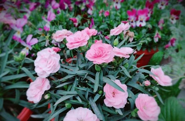 养花如何选择肥料先弄懂施肥原理,养花但是又养不活怎么办呢