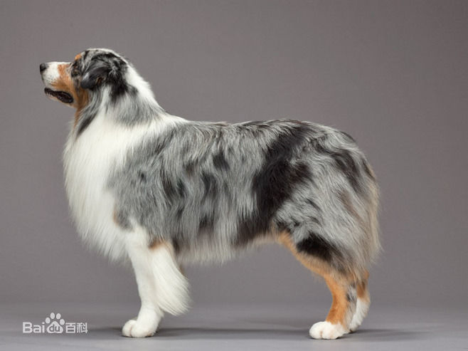 宠物狗小型犬品种排名大全及图片,性格温顺的小型犬有哪些