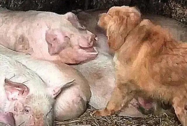 狗狗老是偷东西趴桌子,狗狗总是偷溜进房