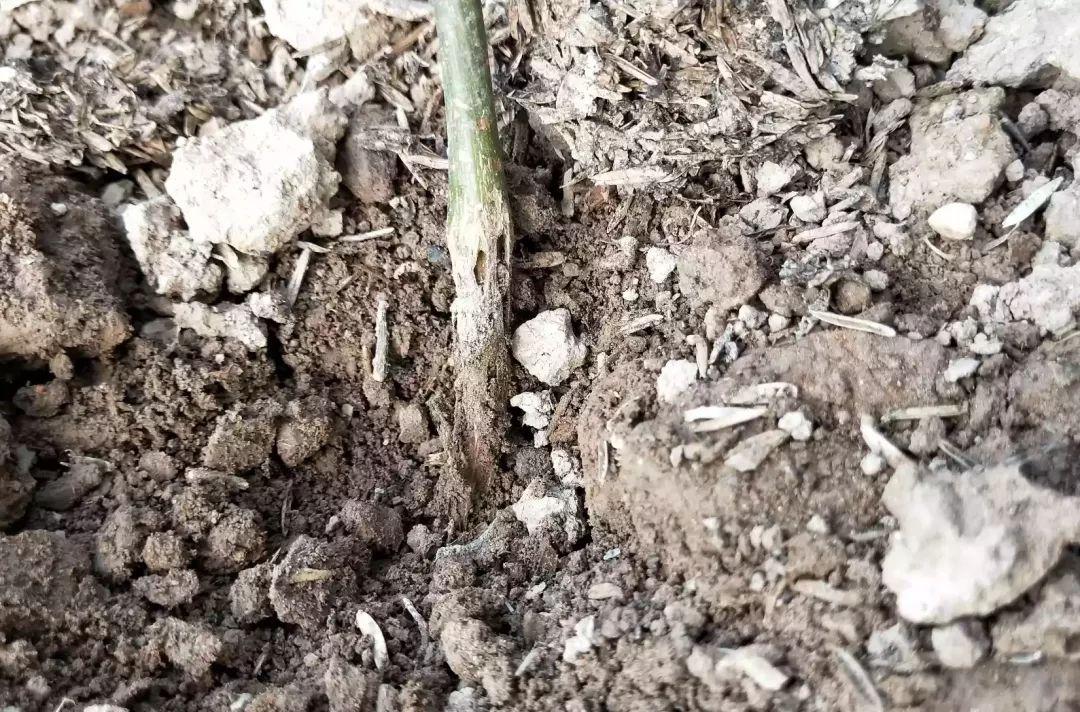 解决各种果树难座果,果树根茎腐病特效药配方