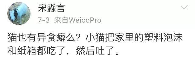 训练猫时可以给猫吃什么,训练猫捕食