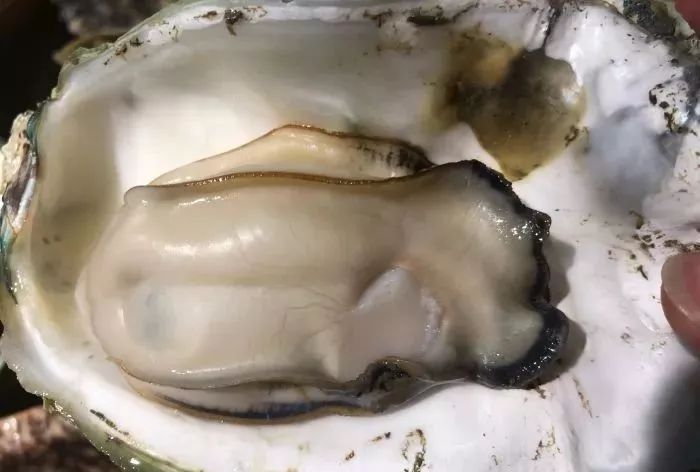 南宁可以吃超大生蚝的地方,南宁大沙田好吃的生蚝