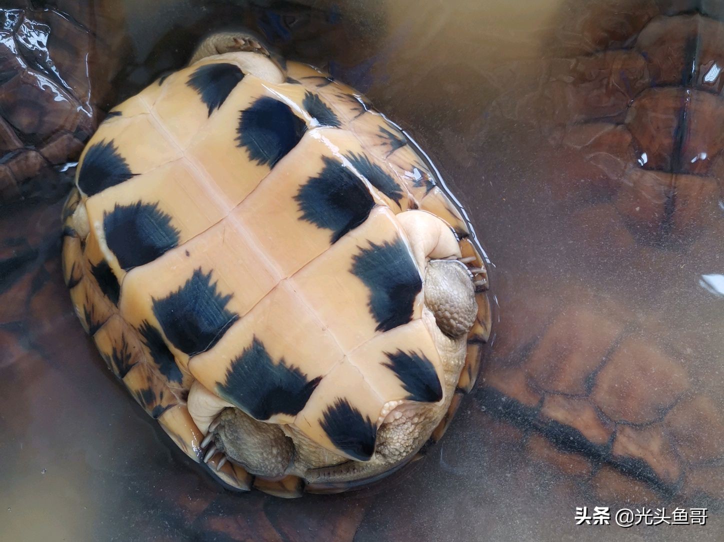 石金钱龟为何会跌落神坛,石金钱龟几年开始大降价的