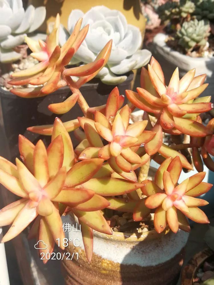 一杯清茶一道暖阳,一杯清茶温暖的时光