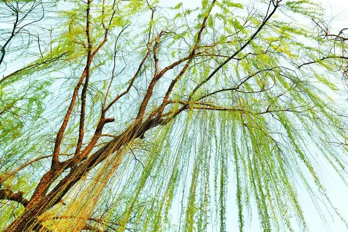 有一种春天叫西安的春天,西安古都的春天在哪里