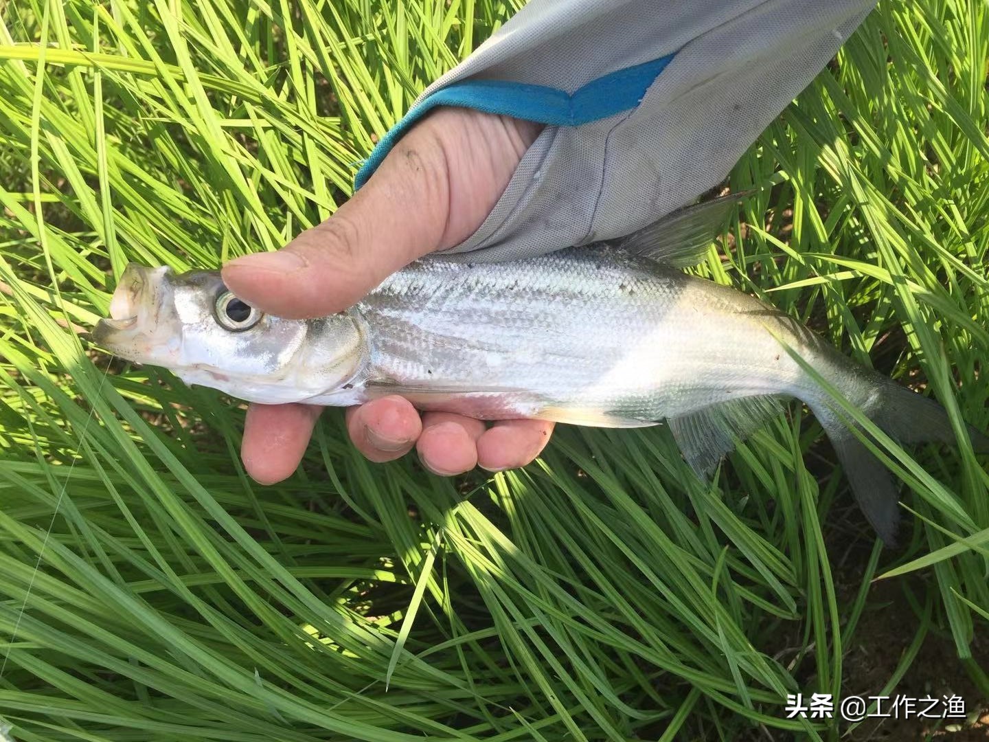 野钓抛竿会吓跑鲤鱼吗,野钓抛饵频繁会不会把鱼吓跑