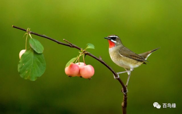 注意这4点养好茉莉花没毛病,注意这九个细节培养强大的气场