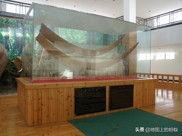 徐州最大象牙化石,亚洲象牙化石之王