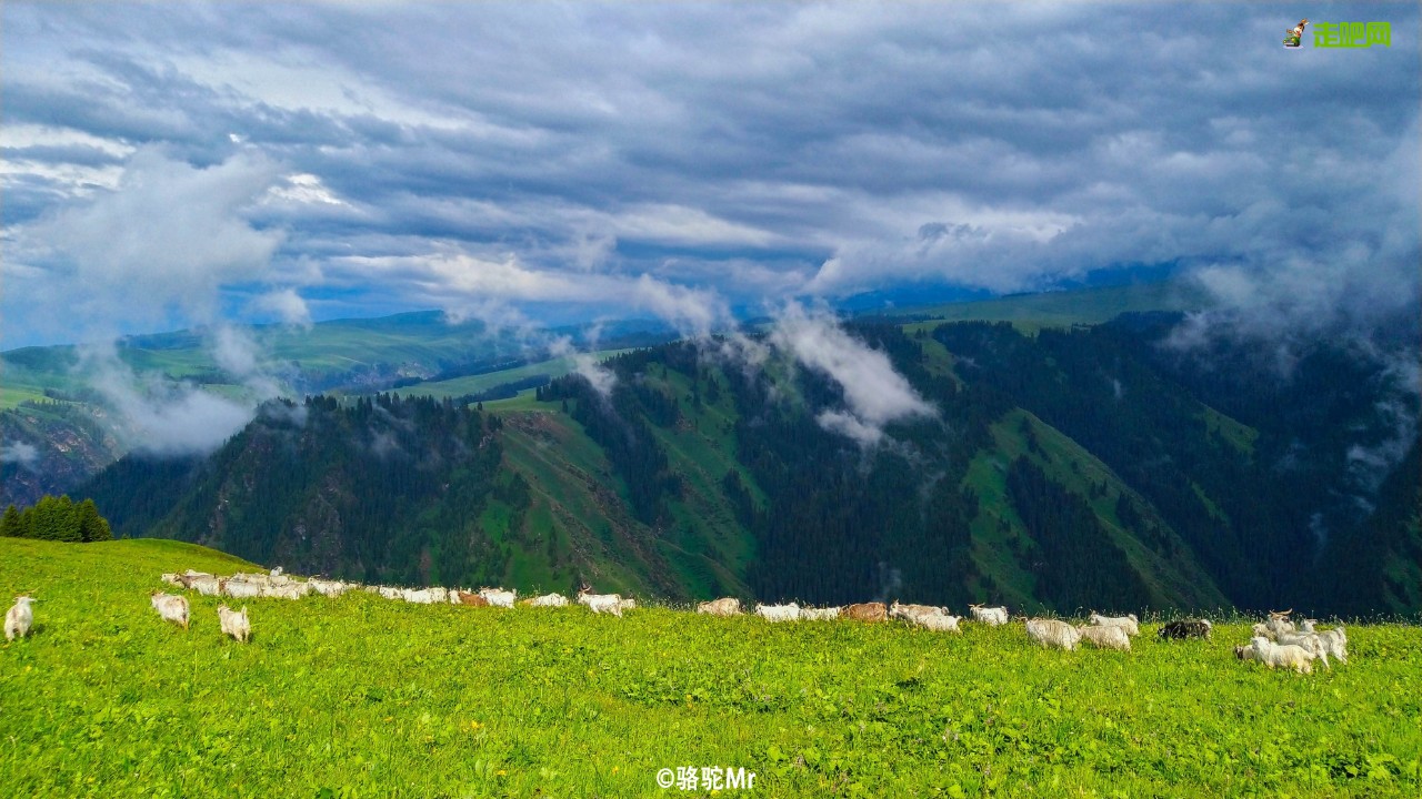梵高画不出的向日葵,梵高画中的风景