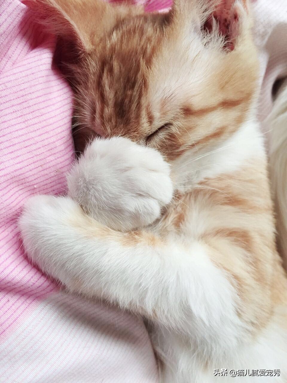 怎么选猫粮合格,怎么选一款好猫粮