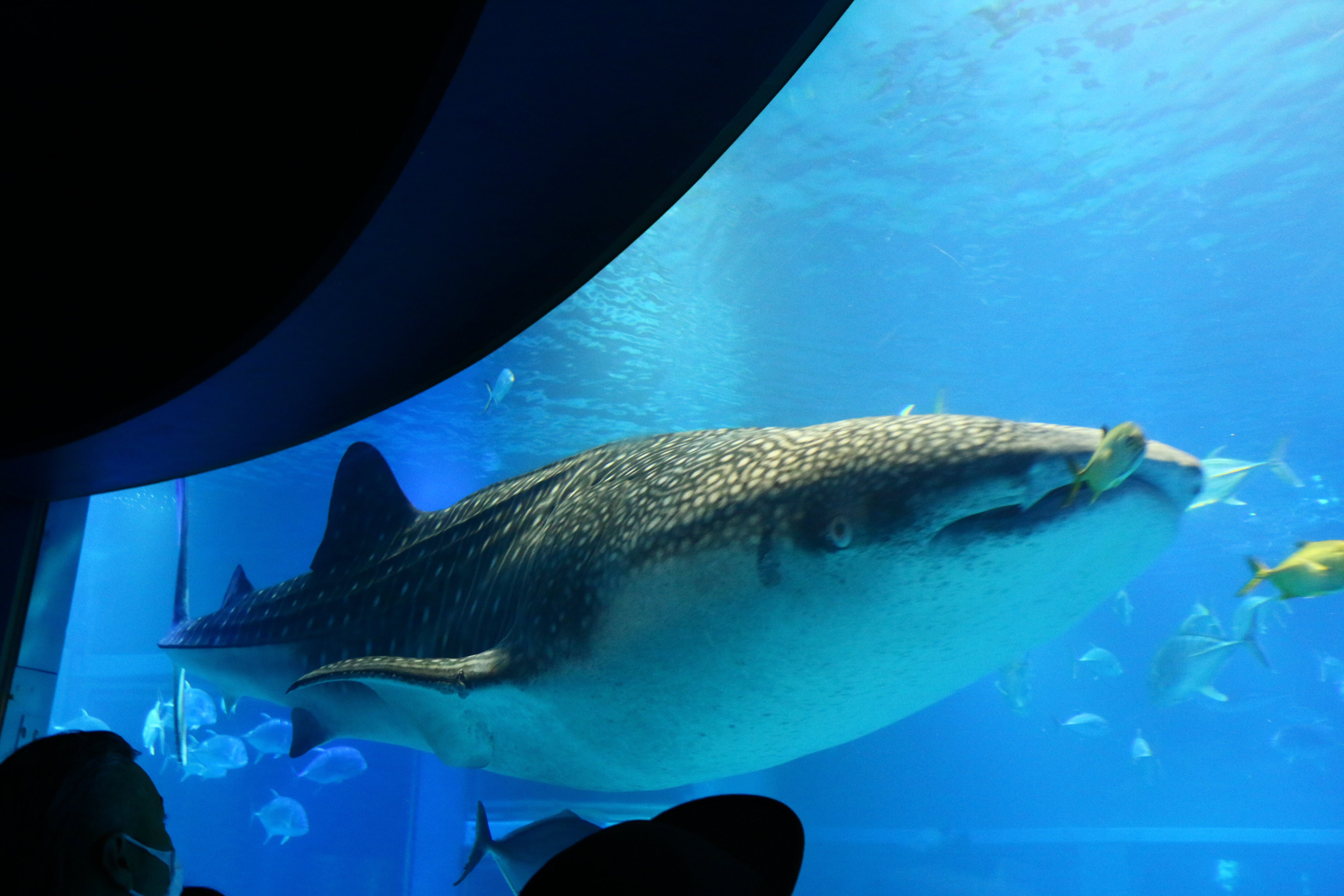 日本奈良自由行详细攻略,日本大阪京都自由行路线