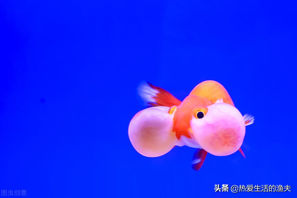 为什么买回来的金鱼活不了多久,为啥买回来的金鱼不生小鱼