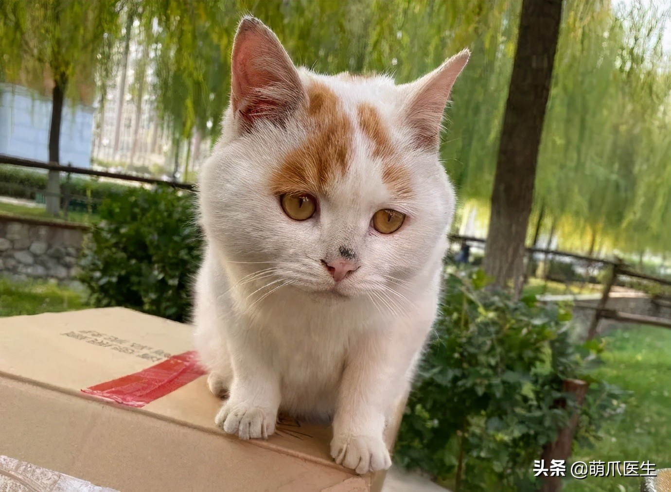 全网最委屈的猫主子,全网最委屈的小奶猫