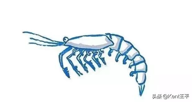 海里的粑粑,海里有粪便吗