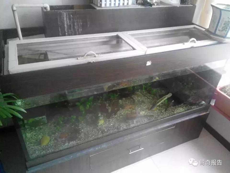 黄金眼镜蛇幼鱼饲养方法,饲养黄金眼镜蛇雷龙的温度是多少