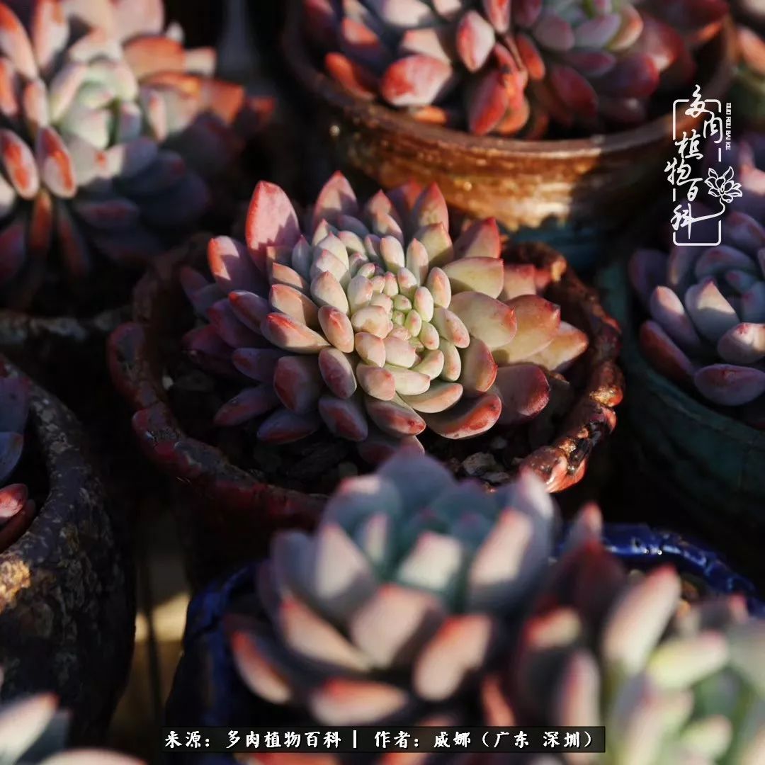 笼子里的多肉,露养的多肉和室内的多肉区别