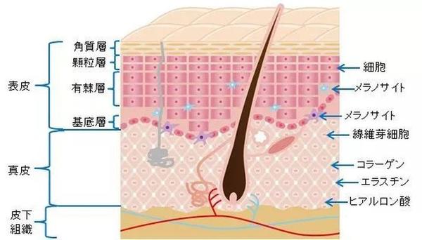 韩国日本法国护肤品哪个最好,日本韩国欧美护肤品怎么选