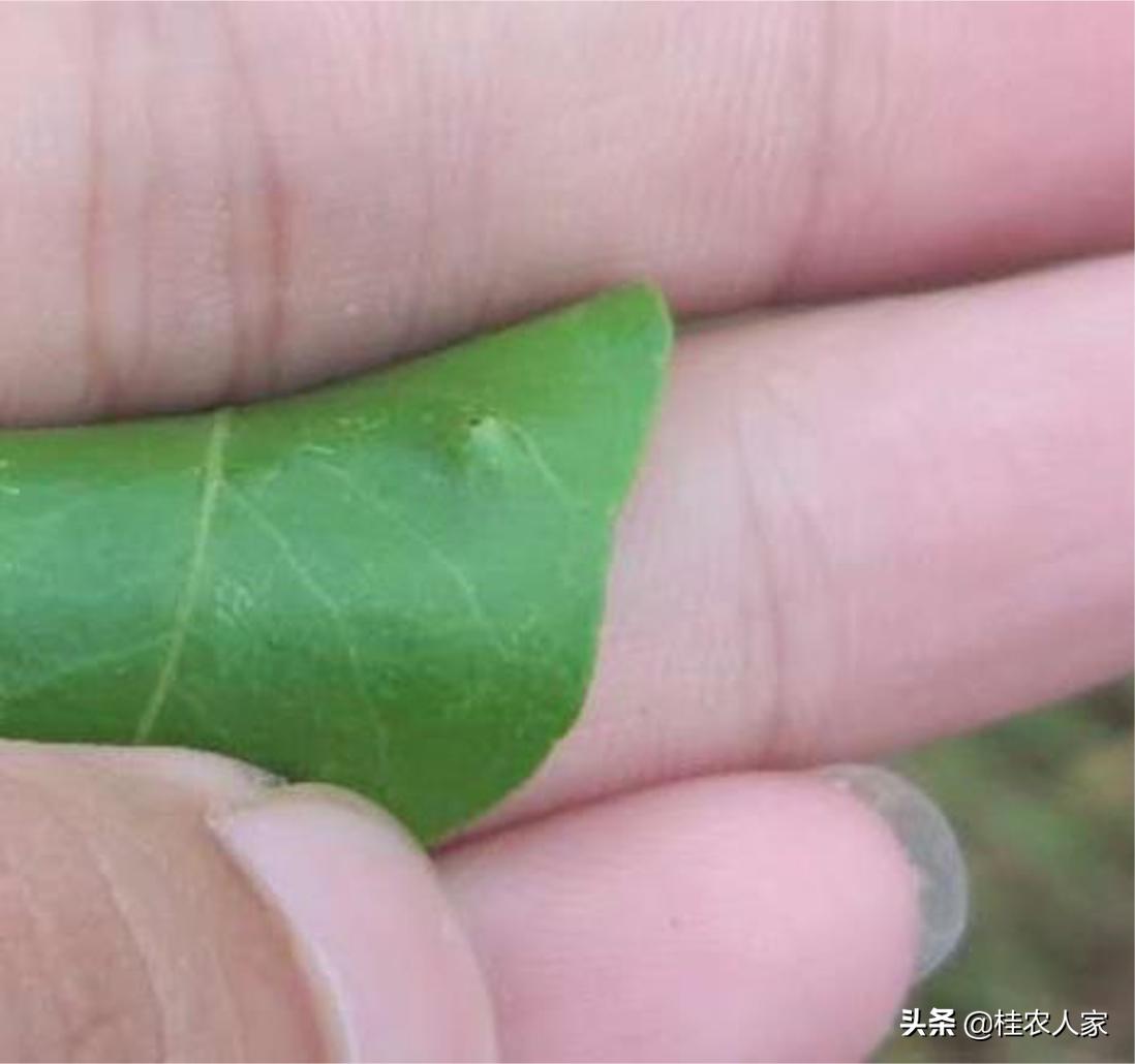 这个是柑橘疮痂病，在温暖湿润条件下最容易发病