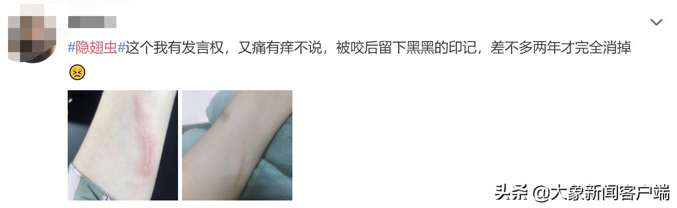 隐翅虫上热搜,一条小虫子上热搜