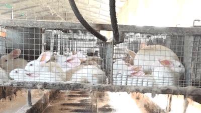 摸一下肚子就怀孕,都市传说怀孕