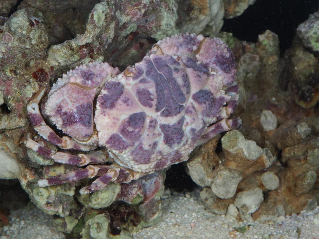 吃螃蟹会有寄生虫进入大脑吗,吃螃蟹会造成病毒感染吗