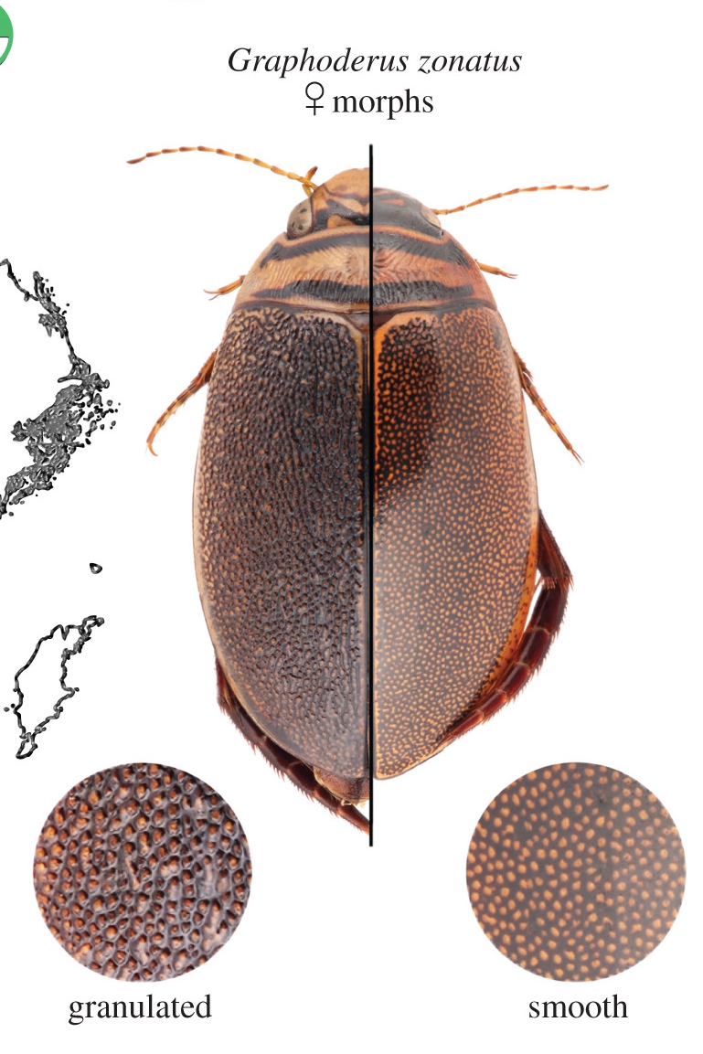 性冲突导致生殖隔离？这家伙霸王硬上弓却造成物种进化停滞！