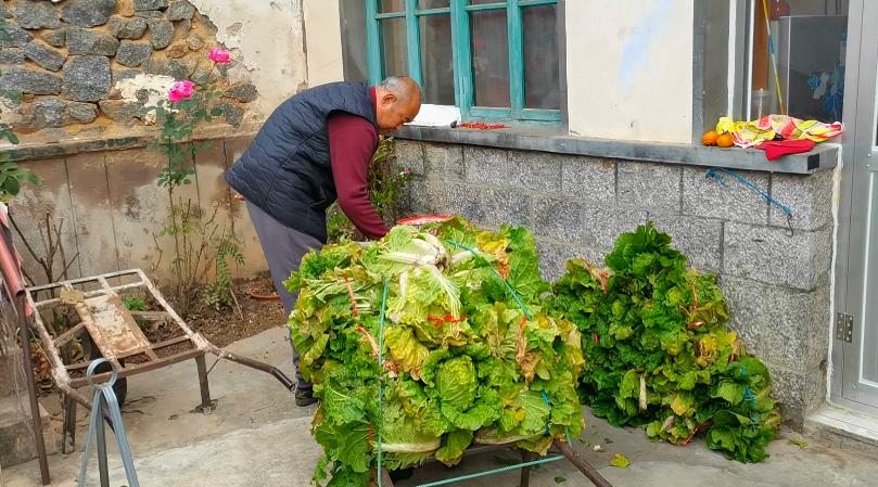 小雪过后白菜没包心怎样过冬,白菜小雪之后还能生长吗