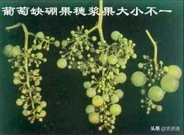 钙镁硼锌，元素虽微量，作用可不小！