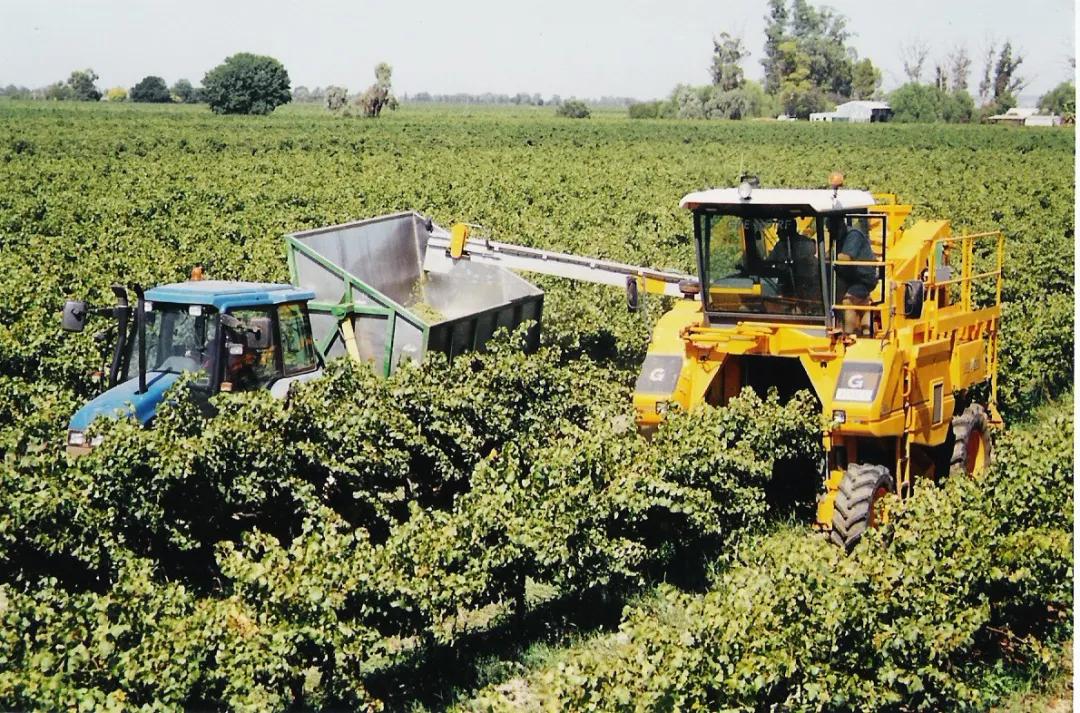 法国干红葡萄酒酿造过程,葡萄酒酿造过程