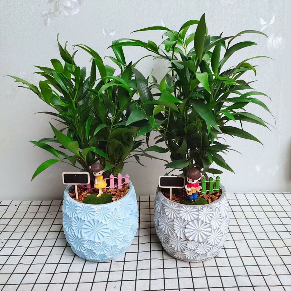 如何选择家中花卉植物盆栽,家庭常见的盆栽花卉的养护与管理