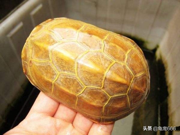 新入缸的龟趴缸怎么办,新龟入缸的操作