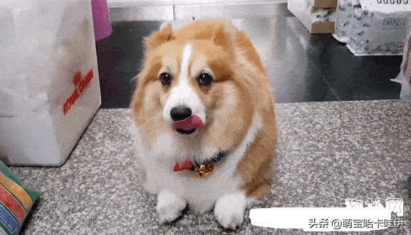 柯基冷得发抖,柯基是不是都这么热情啊