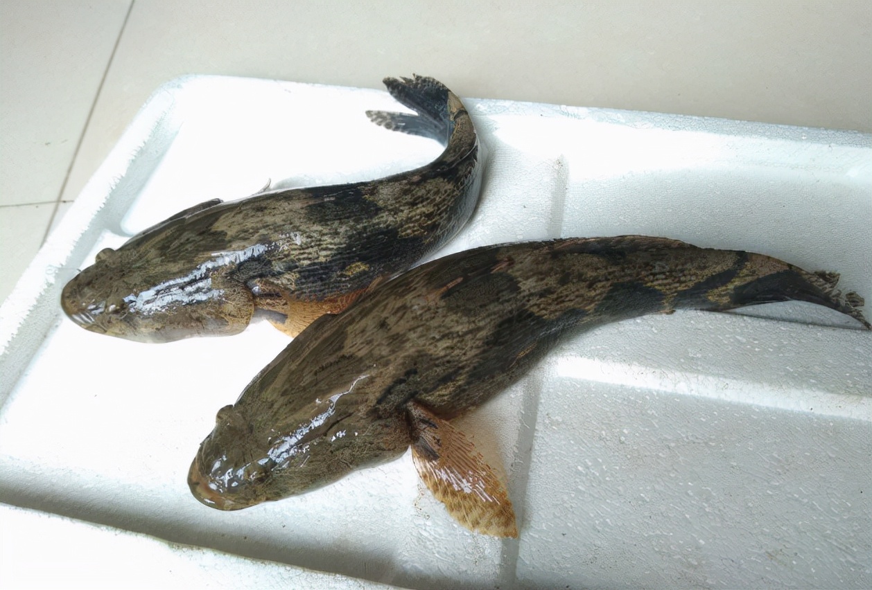 笋壳鱼为什么说是傻鱼,笋壳鱼是外来物种吗