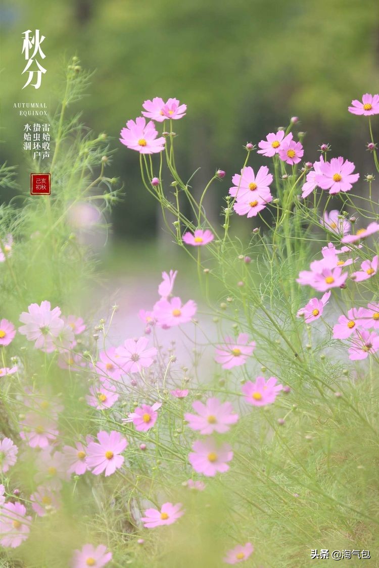 秋分愿生活恰如其分,人生恰如秋分生活恰如其分