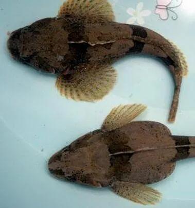 中国最好吃的4大淡水鱼,中国特别好吃的10种淡水鱼