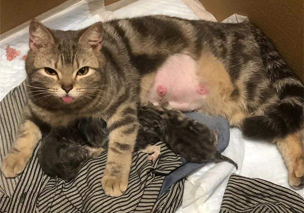 如果母猫不断奶会有乳腺炎,母猫断奶后需不需要打回奶针