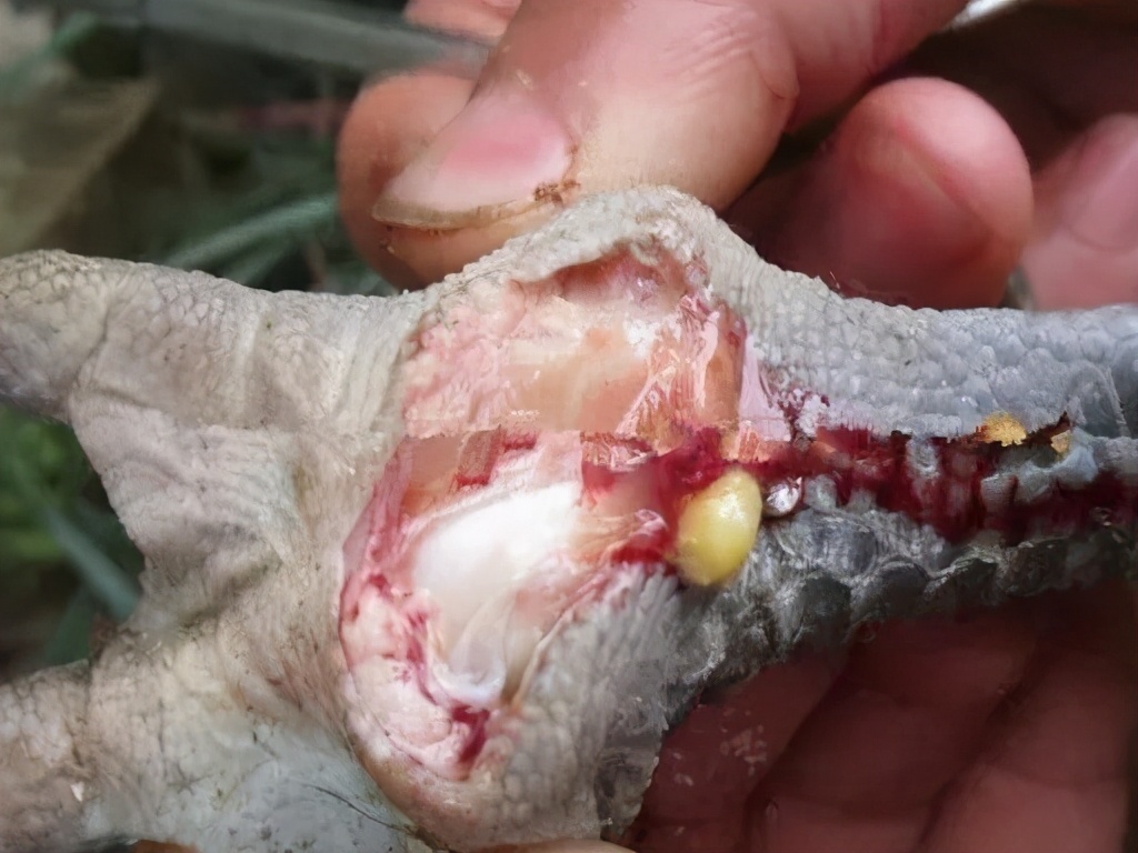 养鸡的几个小技巧经验老兽医总结,养鸡常见的病都有哪些