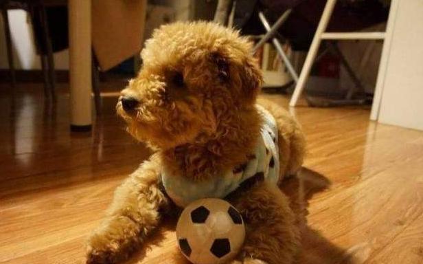 泰迪犬如何训练,泰迪犬要怎么训练