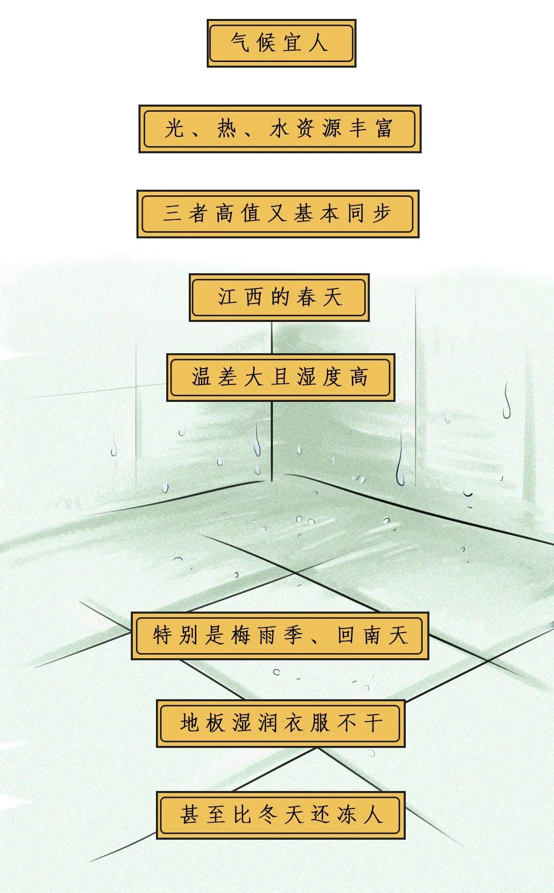 江西茶油树图片,江西茶油价格表