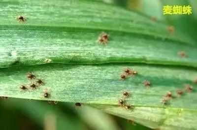 小麦缺肥发黄怎么办,小麦根发黄是什么病