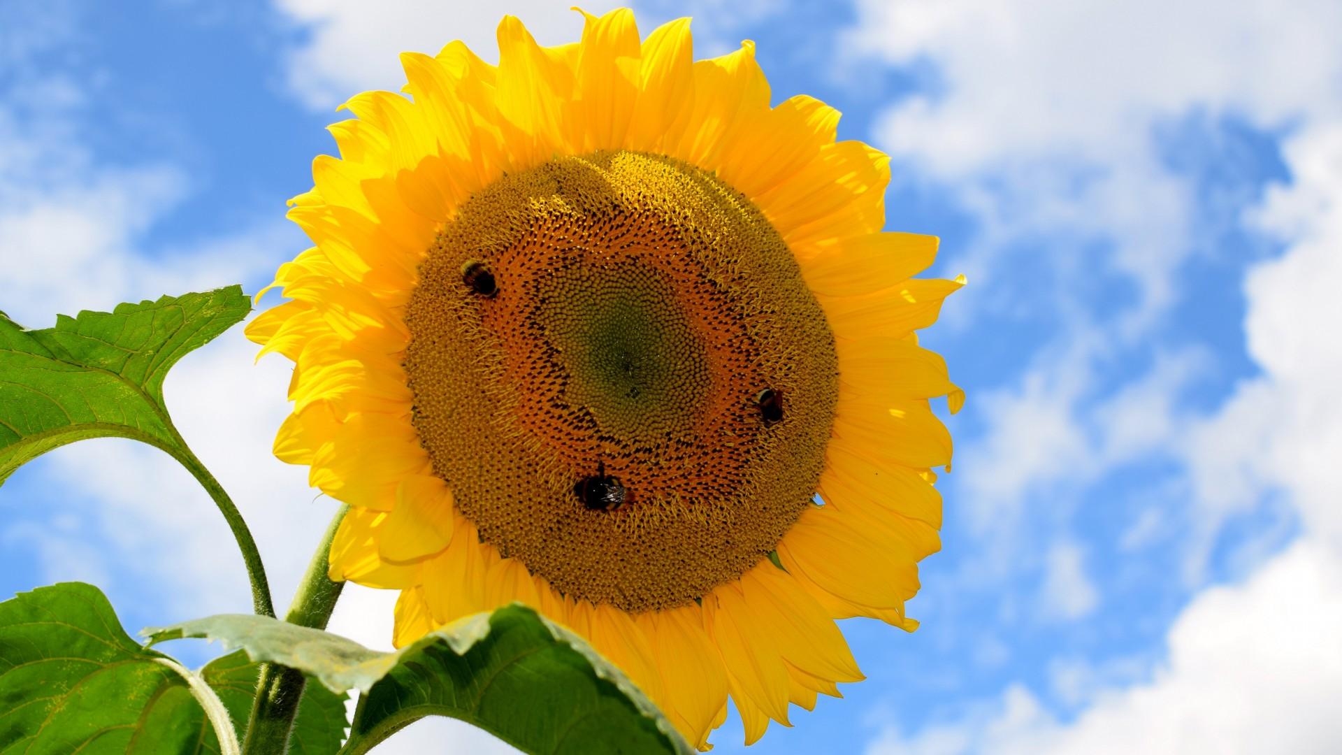 老实人吃亏并不是因为不聪明,三个原因导致老实人容易吃亏