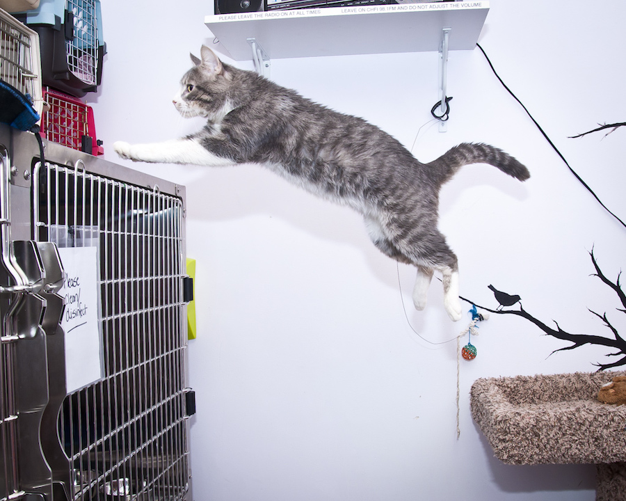 飞猫三种形态,终极飞猫飞行视频