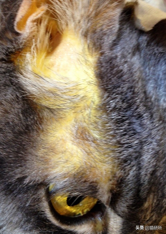 养猫问题解答视频教程,养猫问题解答