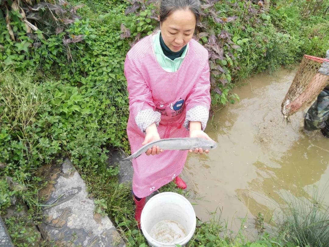 竹舍乌鱼庄：一条鱼搅活的乡村特色游