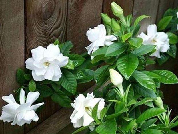 扦插水培栀子花生根,栀子扦插的方法和注意事项