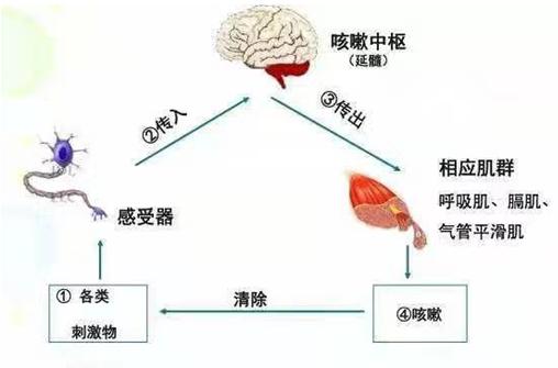 小孩反复咳嗽中医怎么治最有效,小孩咳嗽不是支原体怎么办