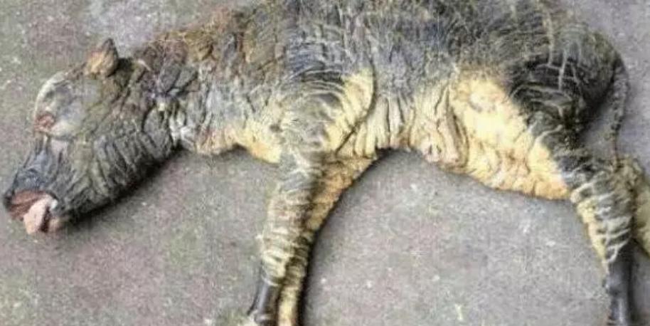 牛生麒麟猪生大象是什么征兆,牛下麒麟猪下象什么意思