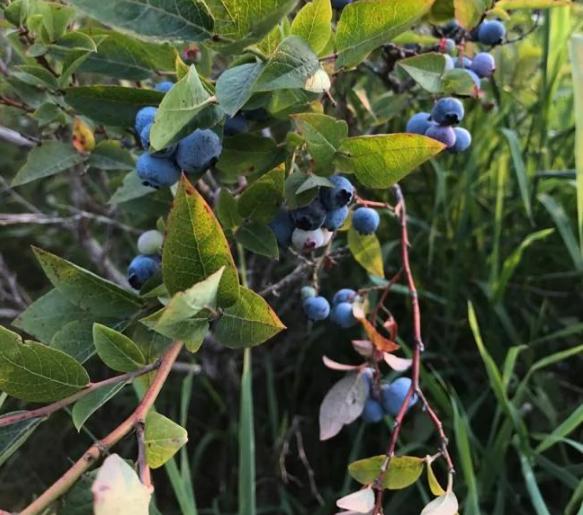 30岁中国女子买下70万平日本小岛,中国30岁女子买下70万平岛屿