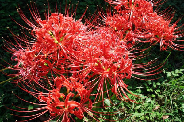 漂亮的彼岸花的养殖方法,美丽而忧伤的彼岸花