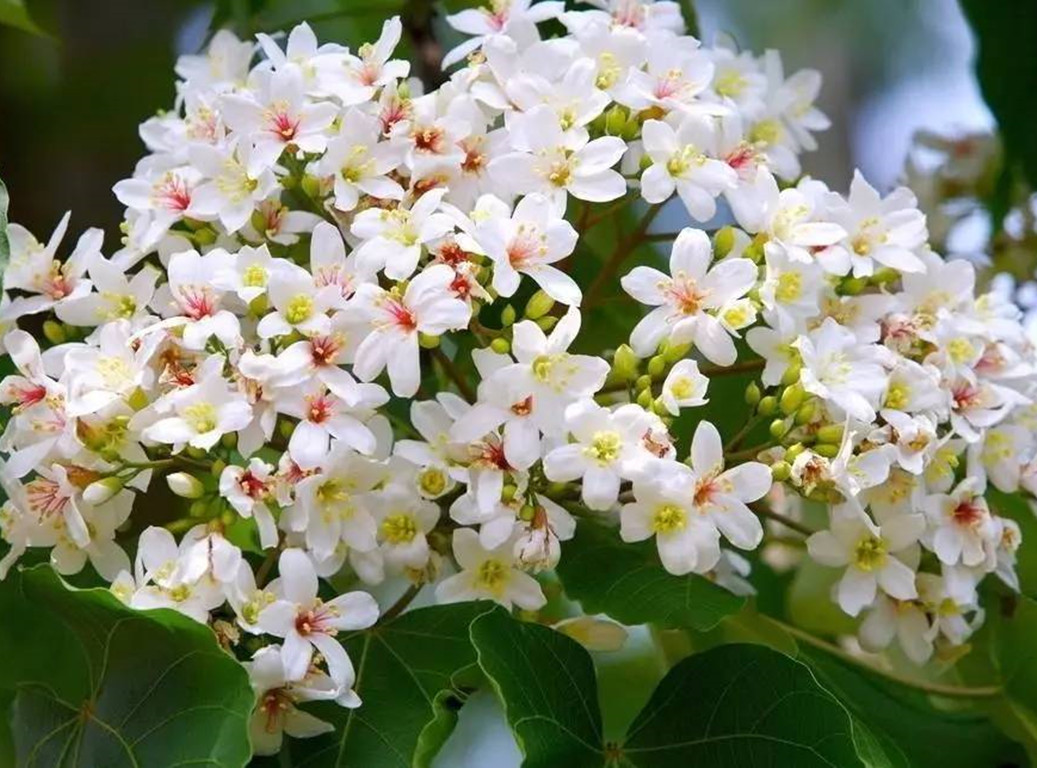 油桐开花,油桐花的花语情窦初开